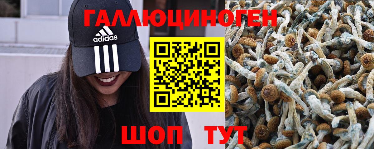 Владимир  Галлюциногенные грибы Cubensis  Вход с VPN  Псилоцибиновые грибы MAGIC MUSHROOMS 